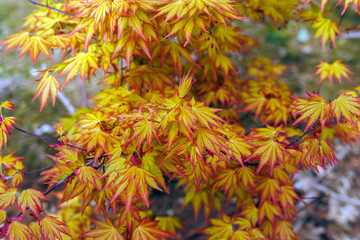 autumn leaves in the park