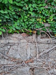 dried tree roots on old stone wall with some green leaf on the corner of the image. Natural floral grunge texture.