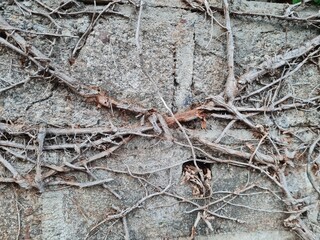 dried tree roots on old stone wall. grunge texture and pattern background image. abstract concept.