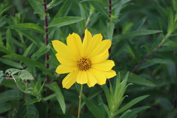 Sweden. Coreopsis is a genus of flowering plants in the family Asteraceae. Common names include calliopsis and tickseed, a name shared with various other plants.                                       
