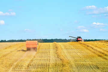 Combine harvester and truck working on field. Combine harvester at work, plowing golden wheat...