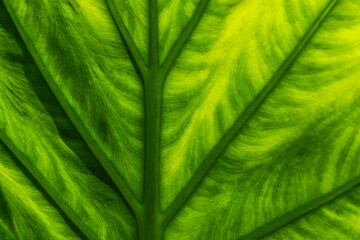 Beautiful Macro Close Up of an Abstract Leaf with High Contrast