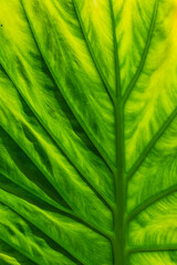 Beautiful Macro Close Up of an Abstract Leaf with High Contrast