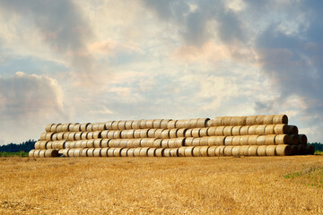 Hay bales are piled high in countryside field, prepared for the winter months, ready to transport...
