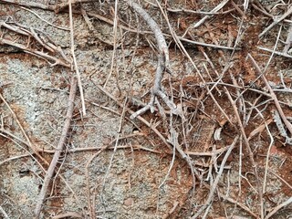 dried tree roots on old stone wall. grunge texture and pattern background image. abstract concept.