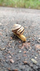 snail on the road