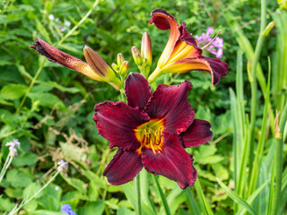 Obraz premium Daylily Hemerocallis Dominic. The velvety looking daylilies. Big black, burgundy and yellow lily flowers