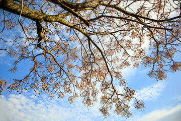 colorful branches under cloudy blue sky 