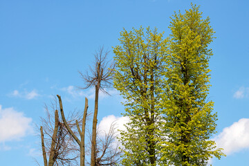 Pruned tree in the city. Tree with pruned top, cutted trees crown towards clear blue sky. Tree pruning mistake, harmful pruning. Chop off the tree top. .