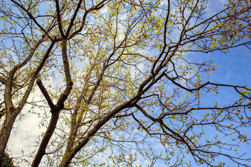 tree branches against blue sky