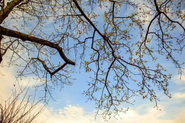 tree branches against blue sky