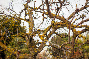 bare tree in the autumn