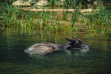 Water buffalo cooling in the river