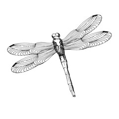 Ink graphics dragonfly vector illustration. Hand drawn insect with long wings in outline style, wildlife creature, engrave painting for tatoo salon, label, web design. Eco poster decor