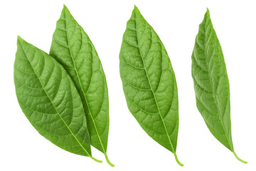 Leaf of avocado isolated on white background. Top view. Flat lay