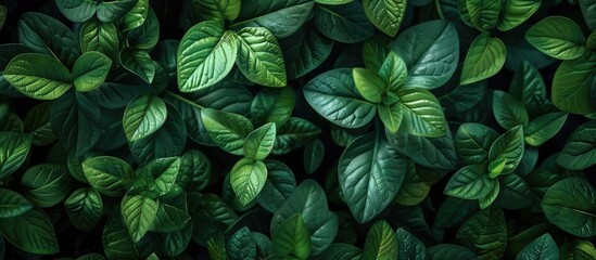 Fototapeta premium green textured backdrop. with copy space image. Place for adding text or design