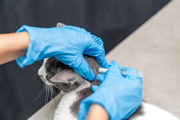 veterinarian vaccinates cat applies treatment internal, external anti fleas, antiparasitic, ticks,...