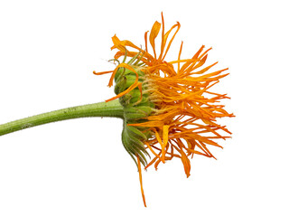 Side view of withered marigold flower (Calendula officinalis) isolated on white background.