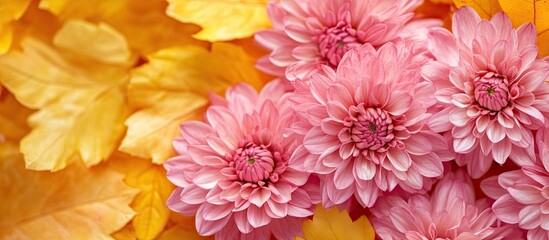 Chrysanthemum flowers in autumn set against yellow leaves Pink floral background for fall. with copy space image. Place for adding text or design