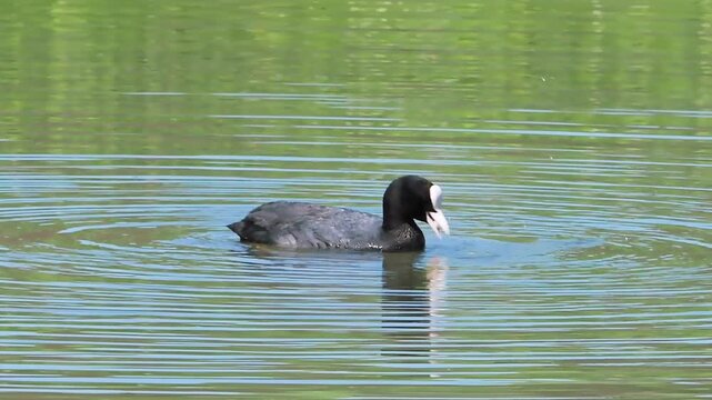 Common coot duck fulica atra swimming and feeding on a lake slow motion