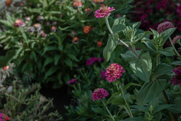 tranquil atmosphere of a lush garden, this image is ideal for wellness retreats or garden relaxation spaces