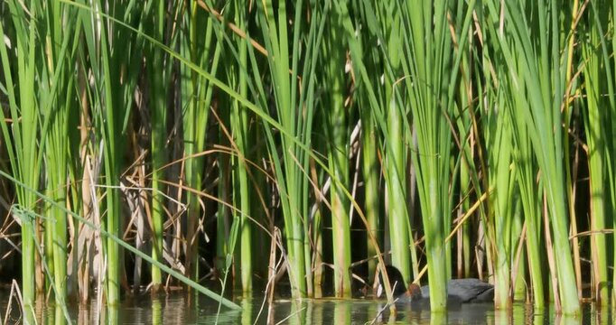 Common mother coot feed baby redhead chick seaweed algae lake reeds nature sound