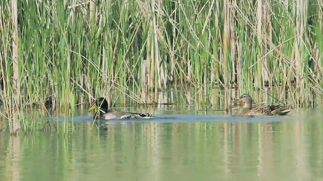 Couple pair mallard anas platyrhynchos large wild ducks swimming lake slow motion