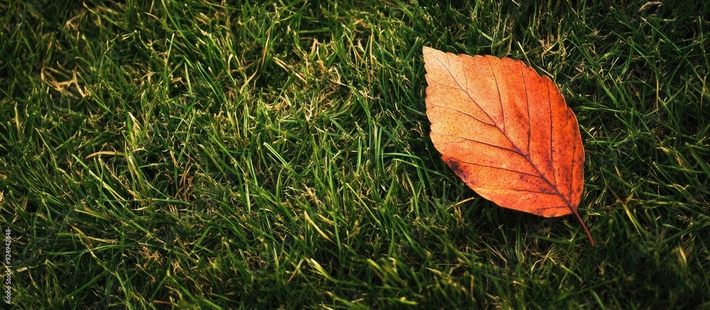 Poster a dry autumn leaf resting on the grass. with copy space image. place for adding text or design