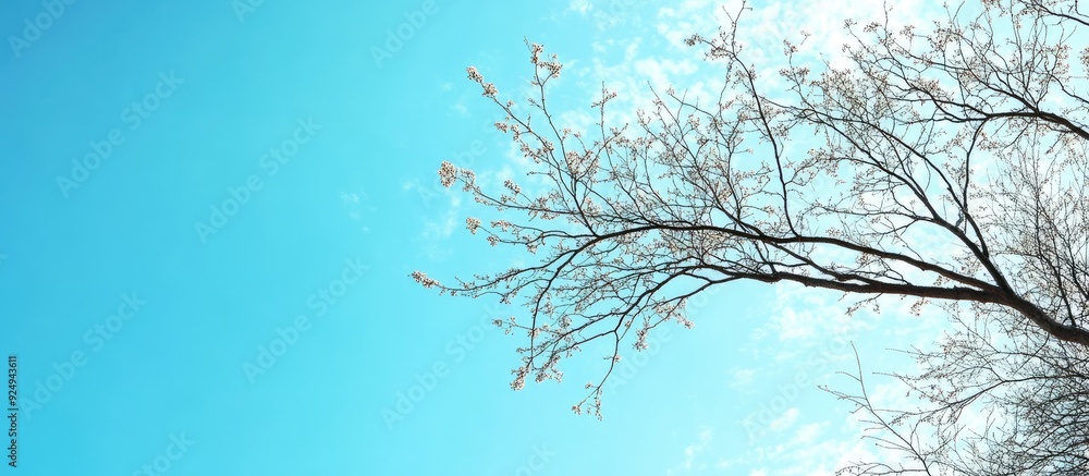 Aufkleber Tree branch against a blue sky background with copy space