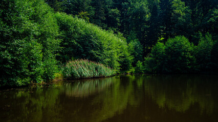 Lake in forest
