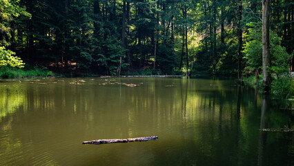 Lake in forest