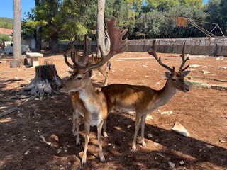 Fallow Deers on the island of Badija, Croatia