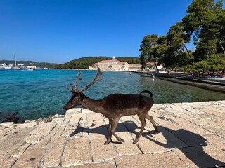 Fallow Deers on the island of Badija, Croatia