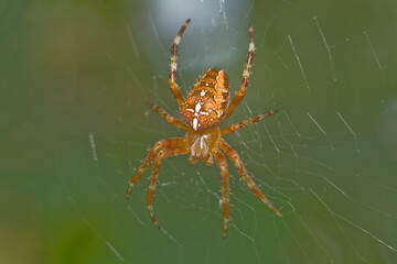 Spider on the web