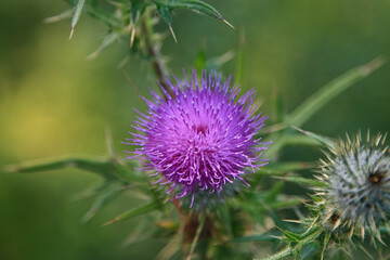 thistle in bloom