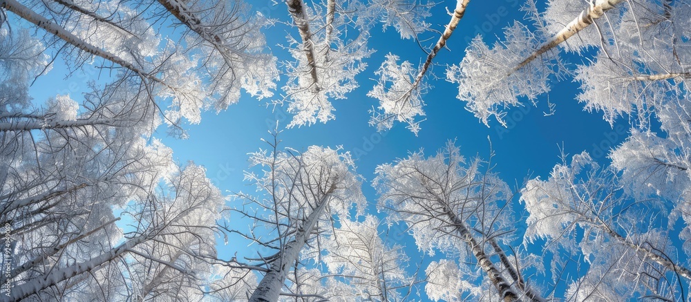 Poster winter larch woodland and azure sky. with copy space image. place for adding text or design