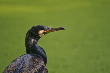 Cormorant