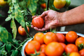 Woman's hands picking fresh tomatoes in greenhouse.