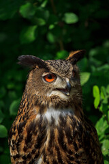 great horned owl