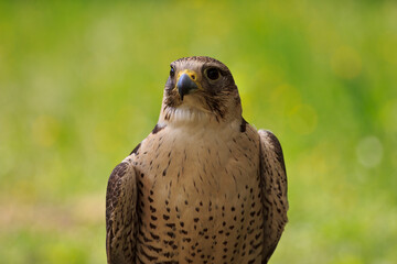 close up of a falcon