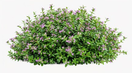 Obraz premium grass