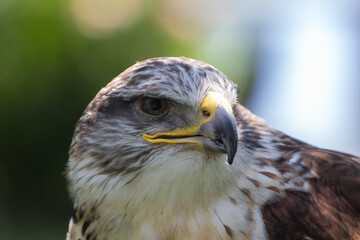 close up of an eagle
