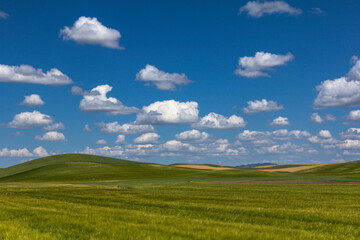 field of grass and sky