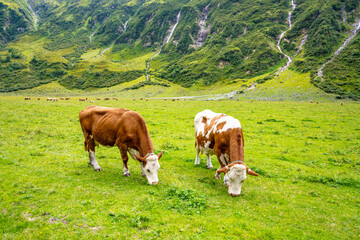 Naklejka premium Two alpine cows are grazing in a lush green meadow, surrounded by majestic mountains and gentle slopes, enjoying the tranquility of their natural habitat.