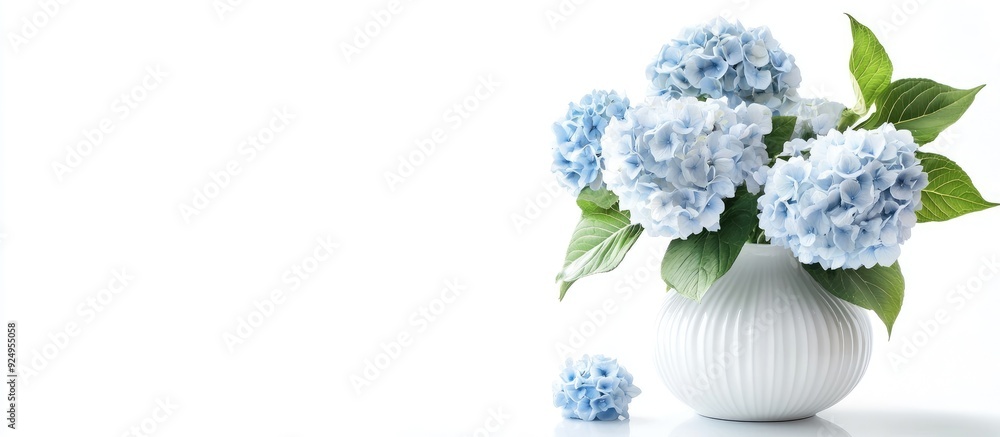 Leinwandbilder chic vase filled with lovely hydrangea flowers on a white background banner design. with copy space 