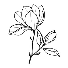 Black line magnolia flowers on white background. Floral outline icon. Abstract linear magnolia branch