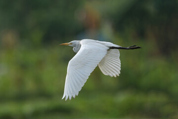 Eastern Cattle Egret in flight. The eastern cattle egret (Bubulcus coromandus ) is a species of heron (family Ardeidae) found in the tropics, subtropics and warm temperate zones