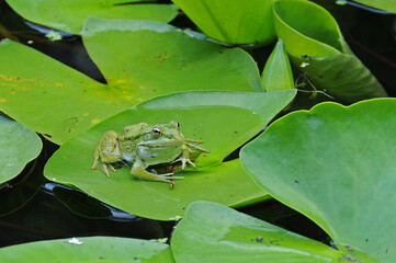 Frog on the waterlily leaf
