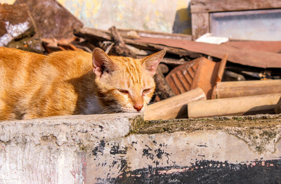 adorable, alone, animal, background, beautiful, camouflage, cat photos, cats, cute, domestic, eye, eyes, face, feline, felix catus, fluffy, fun, fur, furry, garden, ginger, ginger kitten, grass, homel