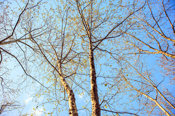 branches against blue sky